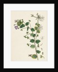Veronica Buxbaumii Buxbaum's Speedwell by Anonymous