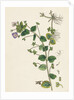 Veronica Buxbaumii Buxbaum's Speedwell by Anonymous