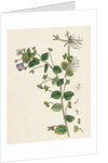 Veronica Buxbaumii Buxbaum's Speedwell by Anonymous