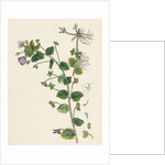 Veronica Buxbaumii Buxbaum's Speedwell by Anonymous