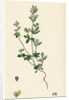 Veronica Triphyllos Trifid Speedwell by Anonymous