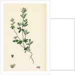 Veronica Triphyllos Trifid Speedwell by Anonymous