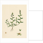 Veronica Peregrina Annual Smooth Speedwell by Anonymous