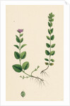 Veronica Alpina Erect Alpine Speedwell by Anonymous
