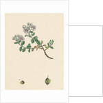 Veronica Saxatilis Blue Rock Speedwell by Anonymous