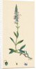 Veronica Spicata Var. Genuina Spiked Speedwell Var. A. by Anonymous