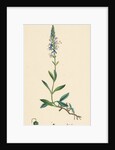 Veronica Spicata Var. Genuina Spiked Speedwell Var. A. by Anonymous