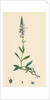 Veronica Spicata Var. Genuina Spiked Speedwell Var. A. by Anonymous