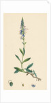 Veronica Spicata Var. Genuina Spiked Speedwell Var. A. by Anonymous