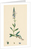 Veronica Spicata Var. Genuina Spiked Speedwell Var. A. by Anonymous