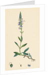 Veronica Spicata Var. Genuina Spiked Speedwell Var. A. by Anonymous
