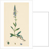 Veronica Spicata Var. Genuina Spiked Speedwell Var. A. by Anonymous