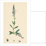 Veronica Spicata Var. Genuina Spiked Speedwell Var. A. by Anonymous