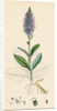 Veronica Spicata Var. Hybrida Spiked Speedwell Var. B. by Anonymous
