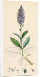 Veronica Spicata Var. Hybrida Spiked Speedwell Var. B. by Anonymous