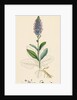 Veronica Spicata Var. Hybrida Spiked Speedwell Var. B. by Anonymous