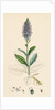 Veronica Spicata Var. Hybrida Spiked Speedwell Var. B. by Anonymous