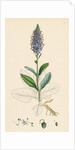 Veronica Spicata Var. Hybrida Spiked Speedwell Var. B. by Anonymous