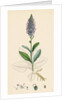 Veronica Spicata Var. Hybrida Spiked Speedwell Var. B. by Anonymous