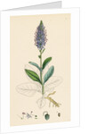 Veronica Spicata Var. Hybrida Spiked Speedwell Var. B. by Anonymous