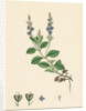 Veronica Officinalis Var. Genuina Common Speedwell Var. A. by Anonymous