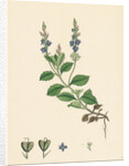 Veronica Officinalis Var. Genuina Common Speedwell Var. A. by Anonymous