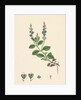 Veronica Officinalis Var. Genuina Common Speedwell Var. A. by Anonymous