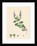 Veronica Officinalis Var. Genuina Common Speedwell Var. A. by Anonymous