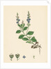 Veronica Officinalis Var. Genuina Common Speedwell Var. A. by Anonymous