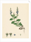 Veronica Officinalis Var. Genuina Common Speedwell Var. A. by Anonymous
