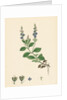 Veronica Officinalis Var. Genuina Common Speedwell Var. A. by Anonymous