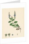 Veronica Officinalis Var. Genuina Common Speedwell Var. A. by Anonymous