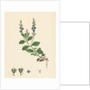 Veronica Officinalis Var. Genuina Common Speedwell Var. A. by Anonymous