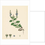 Veronica Officinalis Var. Genuina Common Speedwell Var. A. by Anonymous