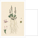 Veronica Officinalis Var. Hirsuta Common Speedwell Var. B. by Anonymous