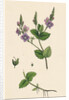 Veronica Chamaedrys Germander Speedwell by Anonymous