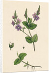 Veronica Chamaedrys Germander Speedwell by Anonymous