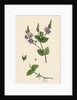 Veronica Chamaedrys Germander Speedwell by Anonymous