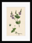 Veronica Chamaedrys Germander Speedwell by Anonymous