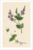 Veronica Chamaedrys Germander Speedwell by Anonymous