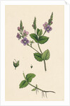 Veronica Chamaedrys Germander Speedwell by Anonymous