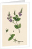 Veronica Chamaedrys Germander Speedwell by Anonymous