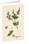 Veronica Chamaedrys Germander Speedwell by Anonymous