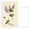 Veronica Chamaedrys Germander Speedwell by Anonymous