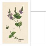 Veronica Chamaedrys Germander Speedwell by Anonymous