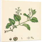 Veronica Montana Mountain Speedwell by Anonymous