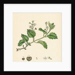 Veronica Montana Mountain Speedwell by Anonymous