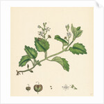 Veronica Montana Mountain Speedwell by Anonymous