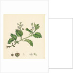 Veronica Montana Mountain Speedwell by Anonymous