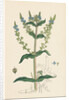 Veronica Anagallis Water Speedwell by Anonymous